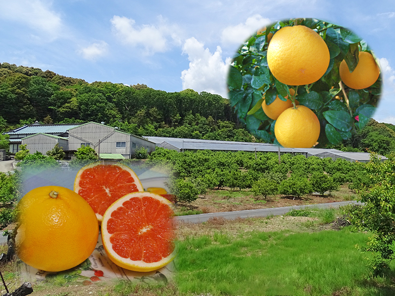 消費者から選ばれる魅力とは 国内でつくるグレープフルーツの挑戦 取材先 静岡県浜松市 丸浜みかん