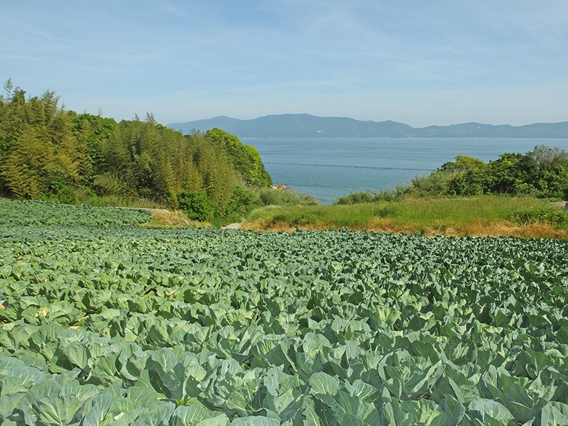 畑を譲ります【太田川の河川整備の計画有り】 畑を譲ります【太田川の河川整備の計画有り】