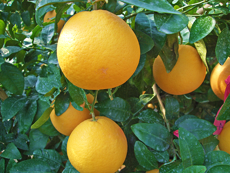 消費者から選ばれる魅力とは 国内でつくるグレープフルーツの挑戦 取材先 静岡県浜松市 丸浜みかん