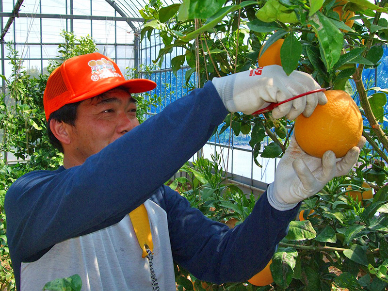 消費者から選ばれる魅力とは 国内でつくるグレープフルーツの挑戦 取材先 静岡県浜松市 丸浜みかん