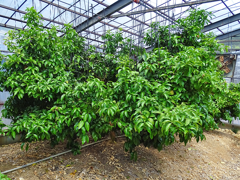 消費者から選ばれる魅力とは 国内でつくるグレープフルーツの挑戦 取材先 静岡県浜松市 丸浜みかん