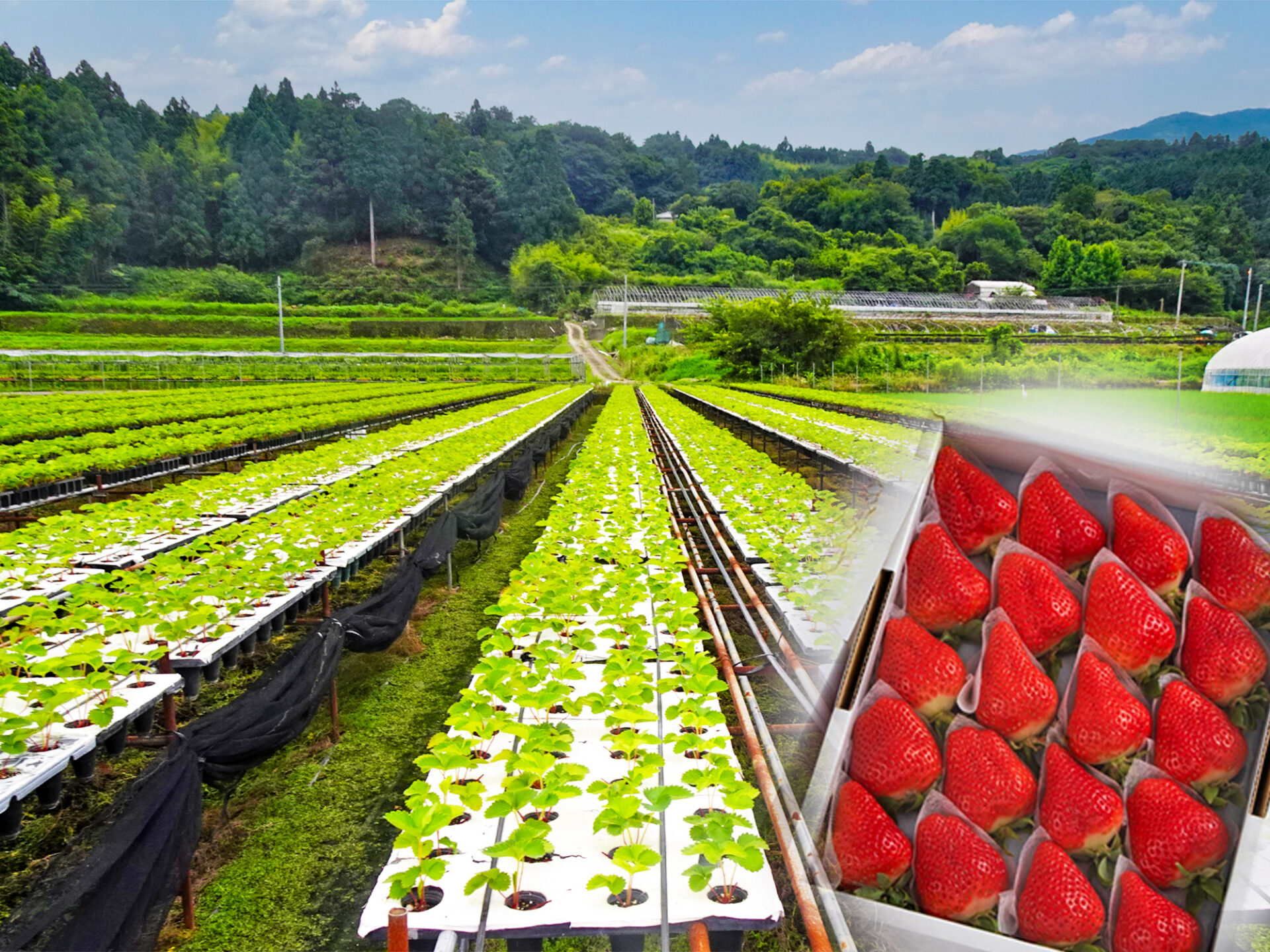 高級ブランドの“さくらももいちご”で高齢化の村に未来を 取材先：徳島